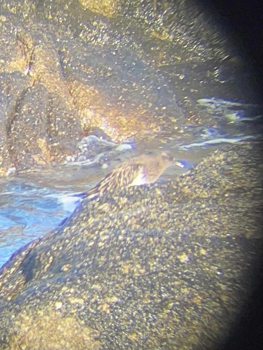 Black Turnstone - ML646534176