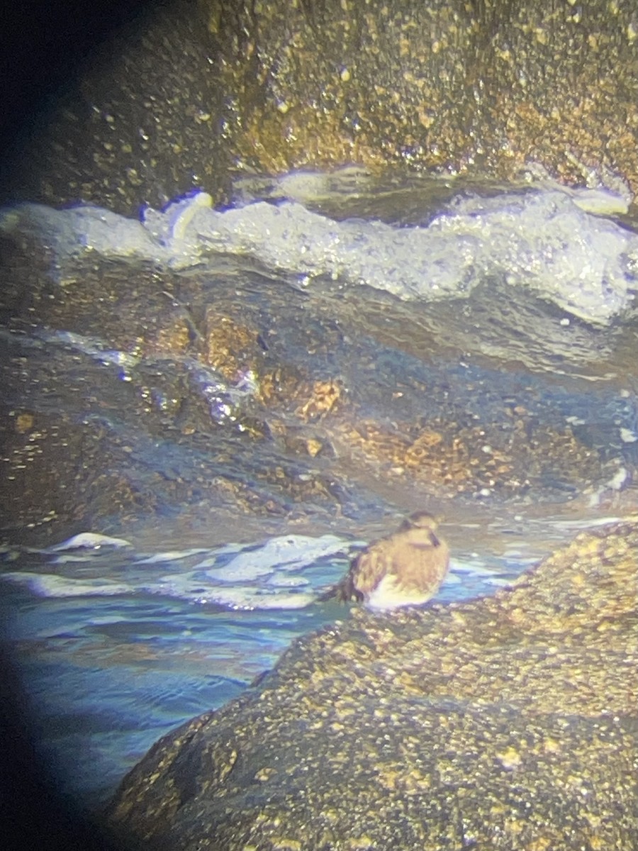 Black Turnstone - ML646534177