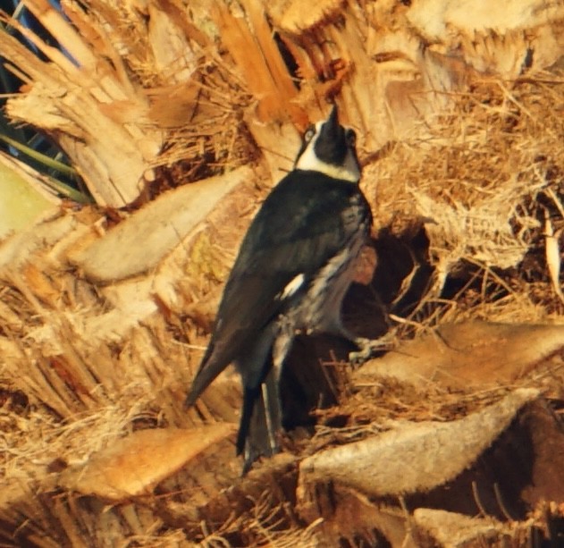 Acorn Woodpecker - ML646534178