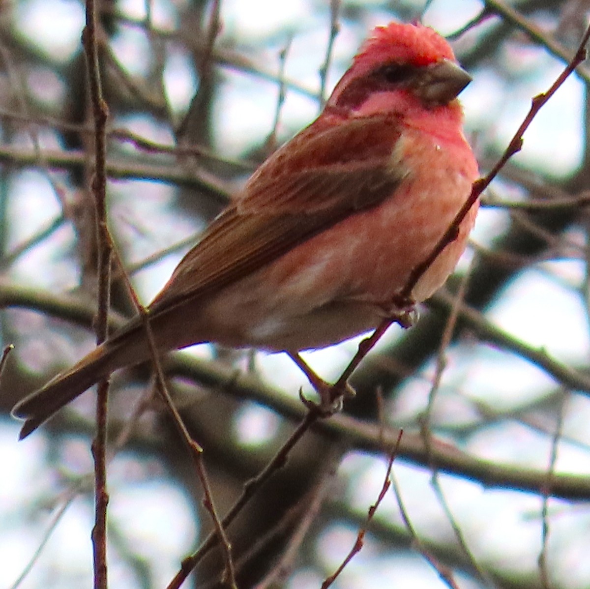 Purple Finch - ML646534181