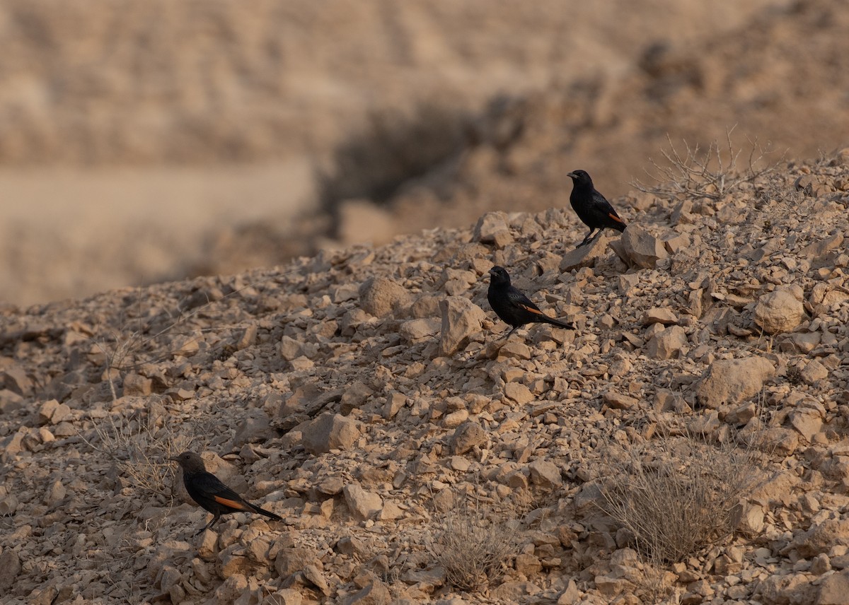 アラビアテリムク - ML646534182