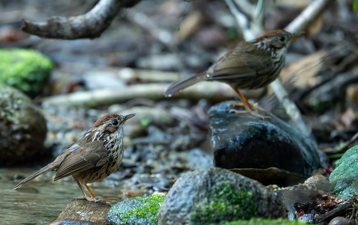Puff-throated Babbler - ML646534183