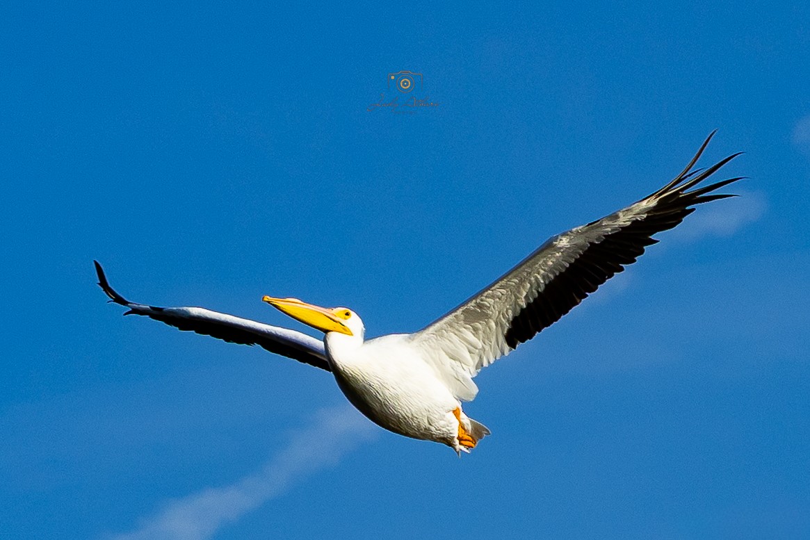 American White Pelican - ML646534187