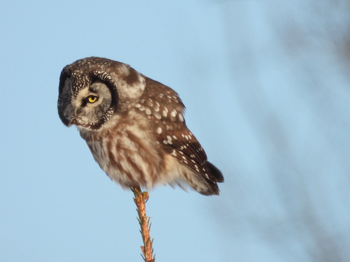 Boreal Owl - ML646534188