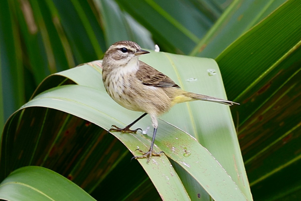 Palm Warbler - ML646534191