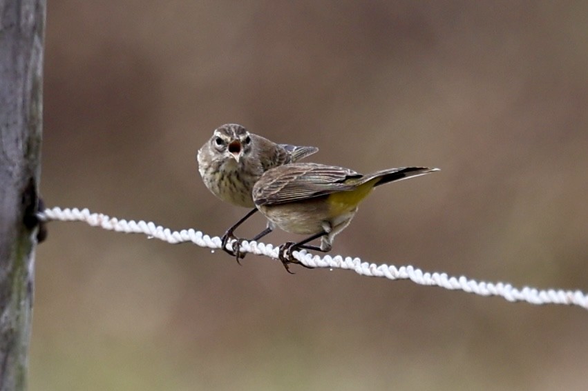 Palm Warbler - ML646534192