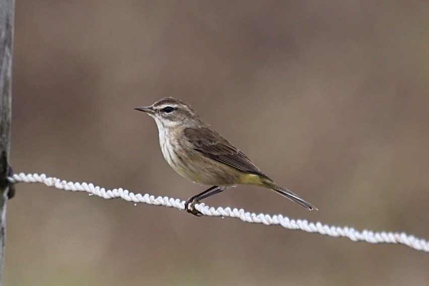 Palm Warbler - ML646534193