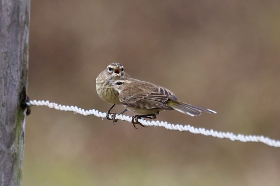 Palm Warbler - ML646534194