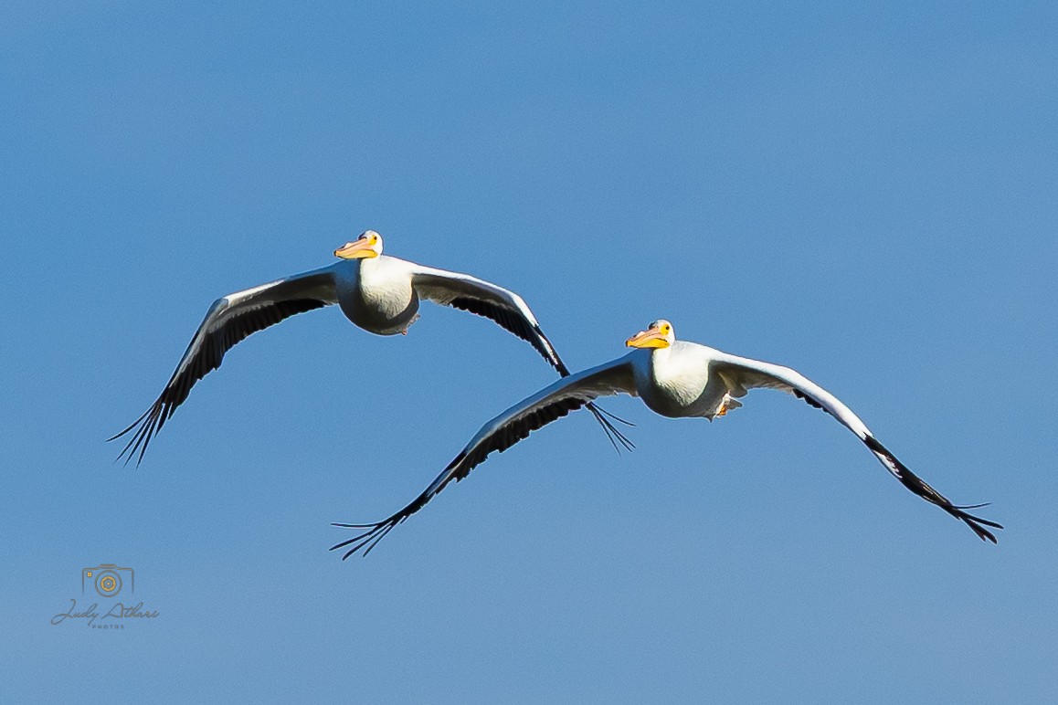 American White Pelican - ML646534195