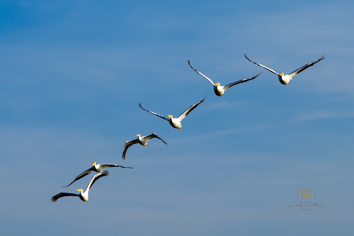 American White Pelican - ML646534196