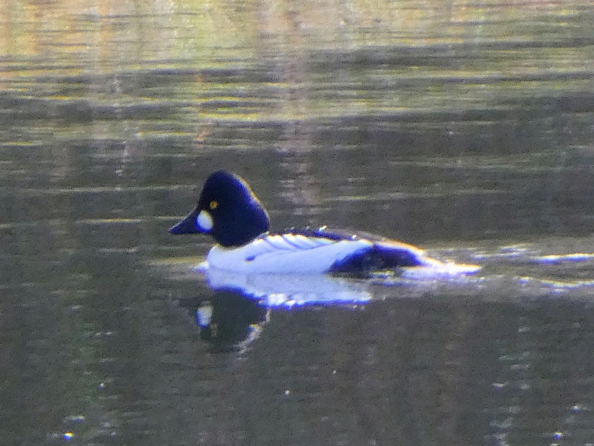 Common Goldeneye - ML646534197