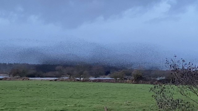 European Starling - ML646534198