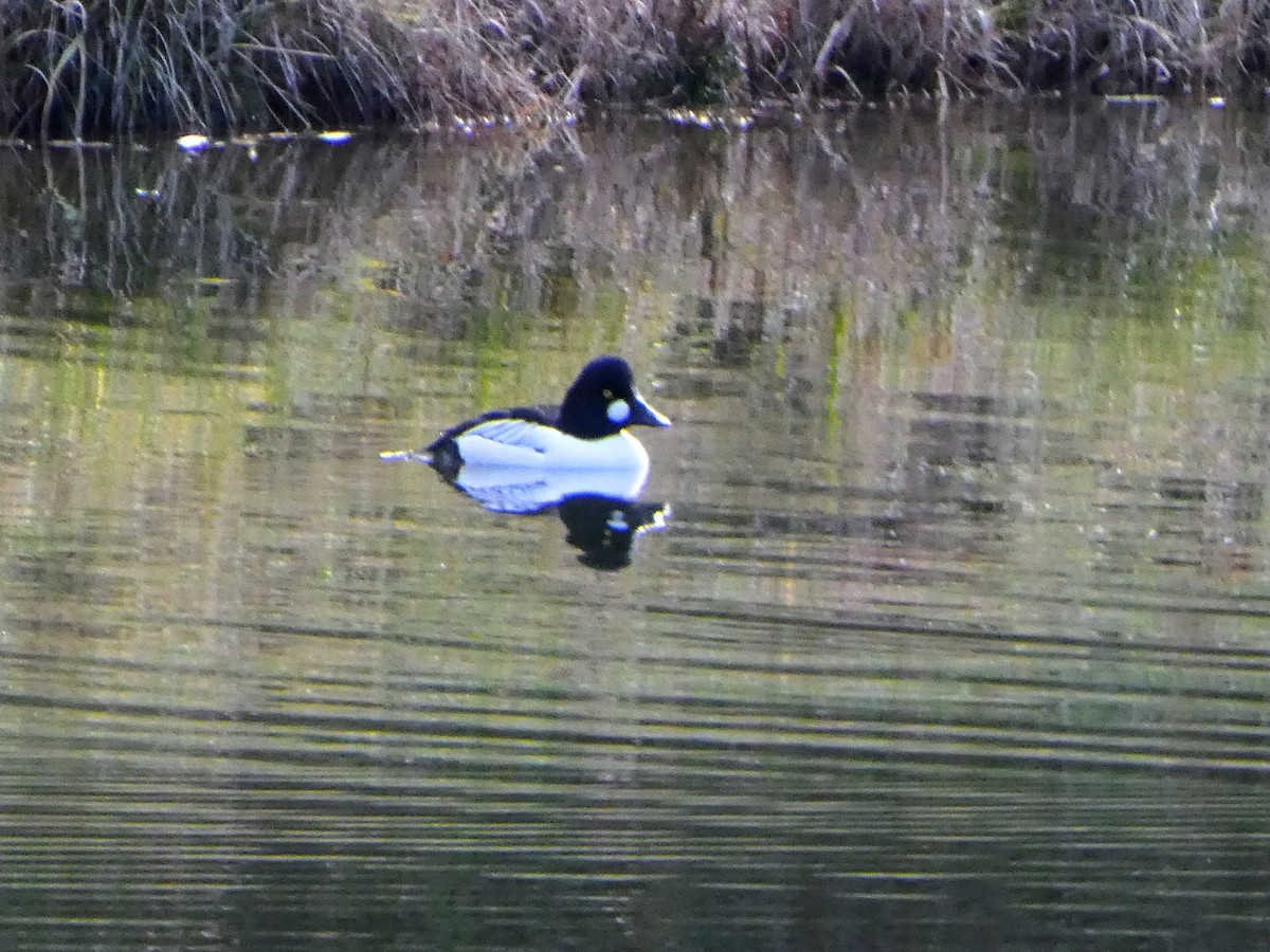 Common Goldeneye - ML646534199