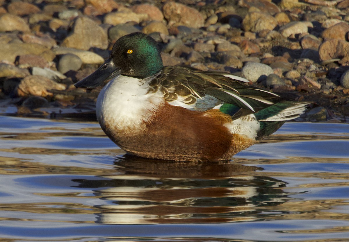 Mestolone - ML646534200