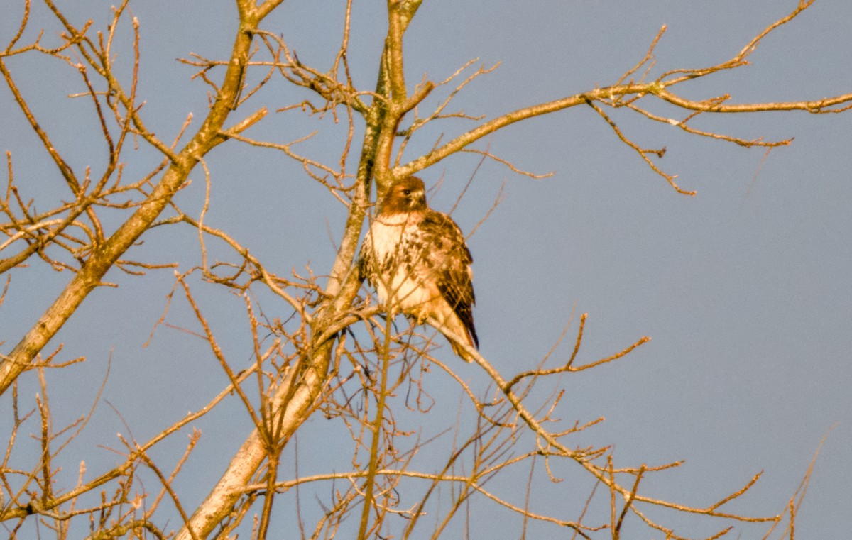 Red-tailed Hawk - ML646534206