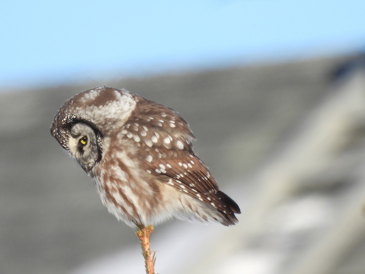 Boreal Owl - ML646534207