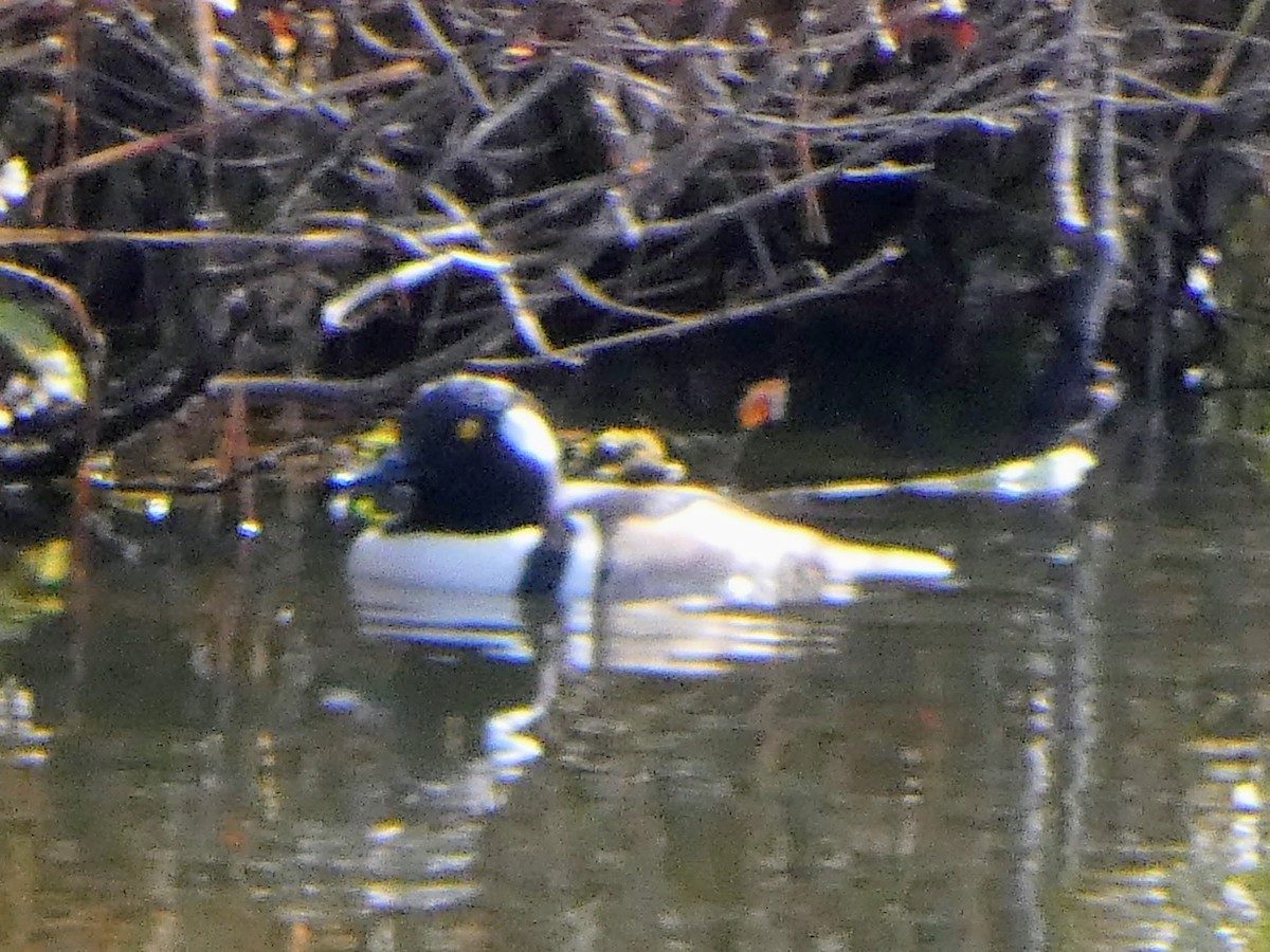 Hooded Merganser - ML646534209