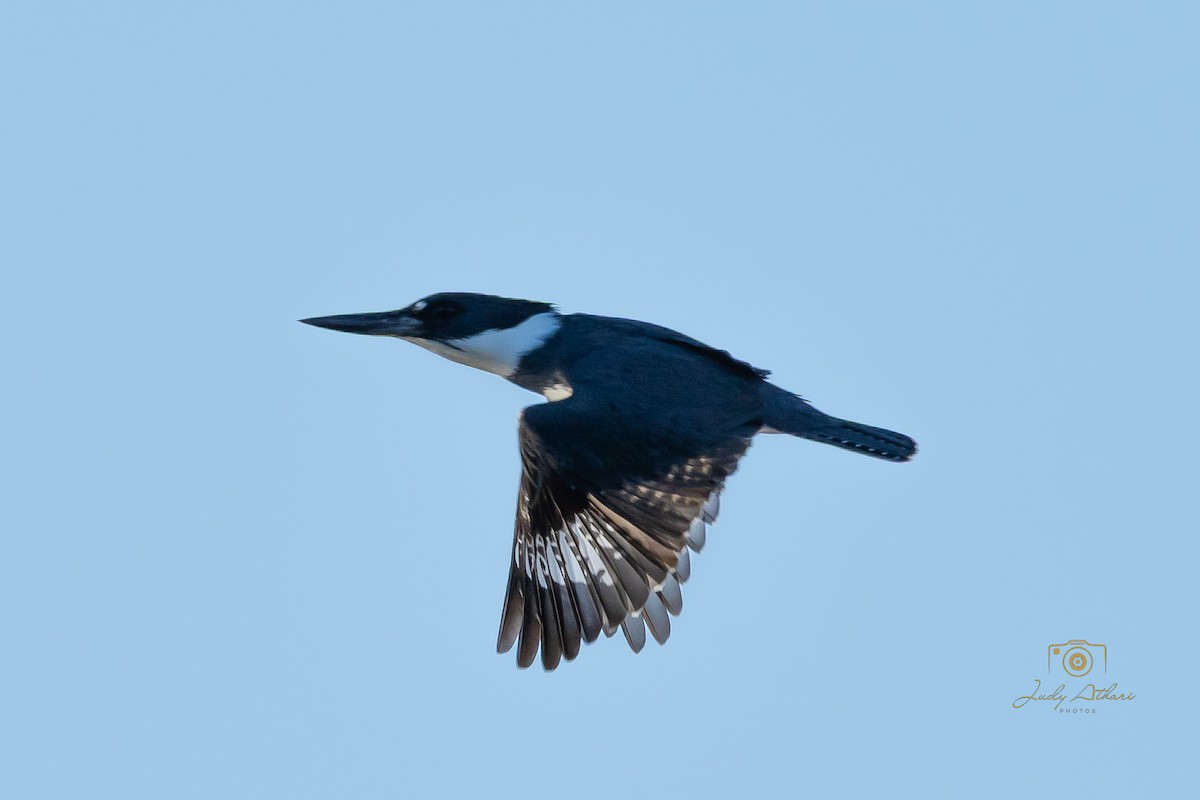 Belted Kingfisher - ML646534210