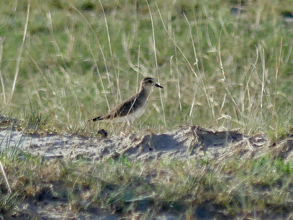 Wermutregenpfeifer - ML646534214