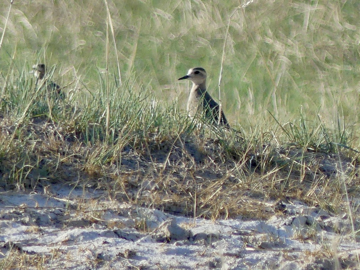 Wermutregenpfeifer - ML646534215