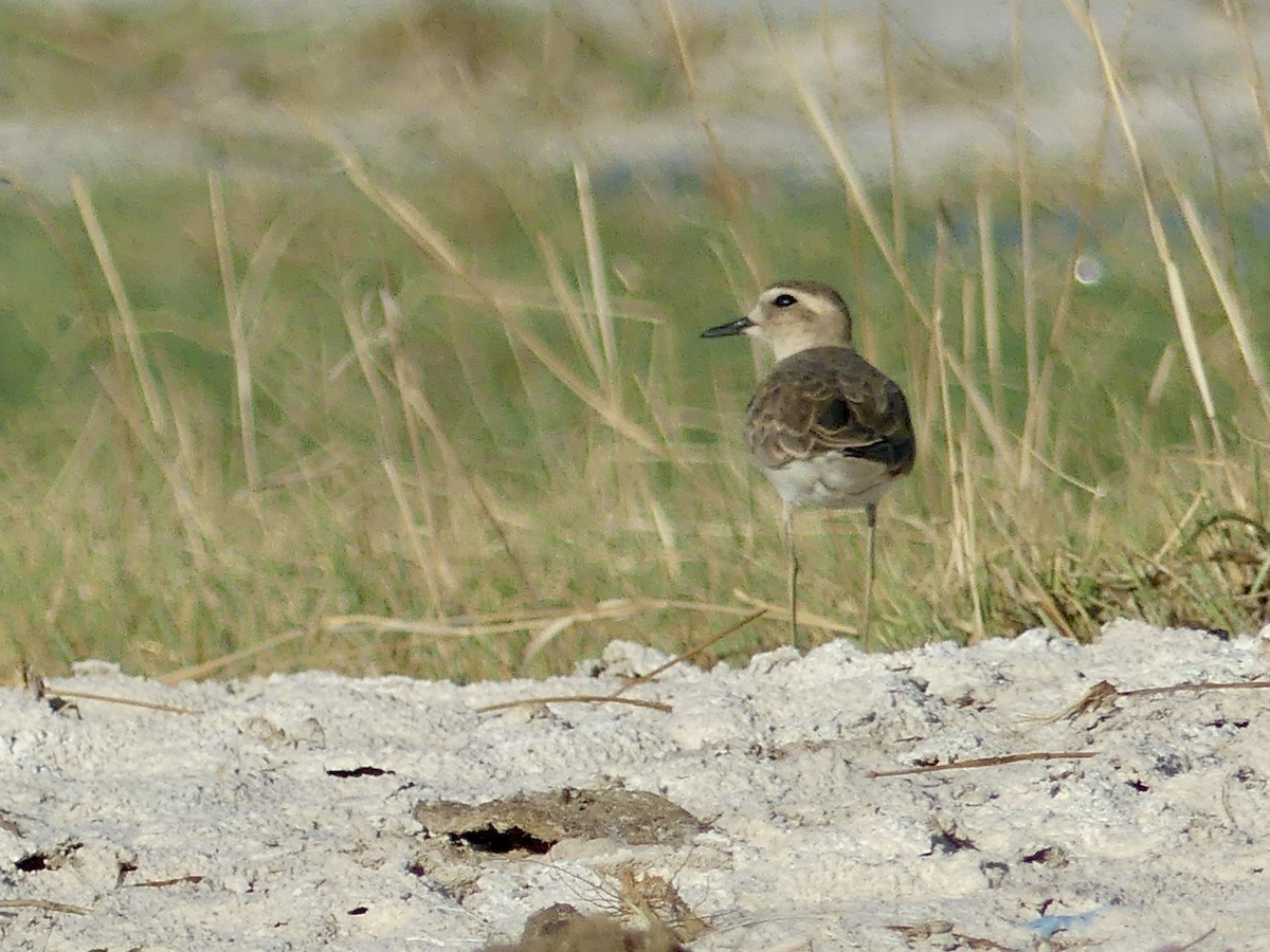 Wermutregenpfeifer - ML646534216