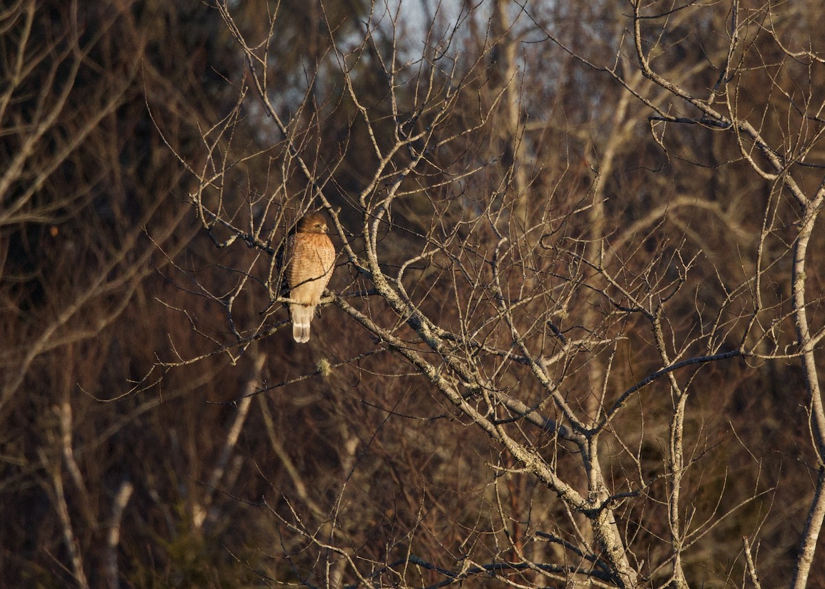 Red-shouldered Hawk - ML646534218