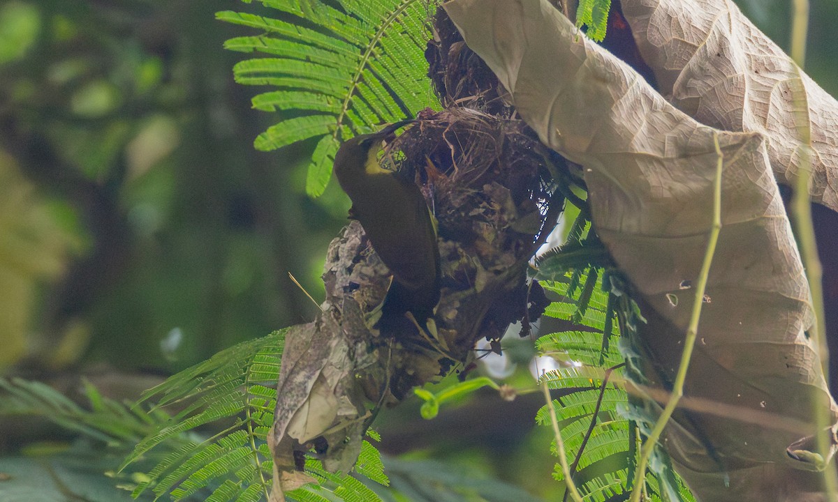 Ornate Sunbird (Ornate) - ML646534221