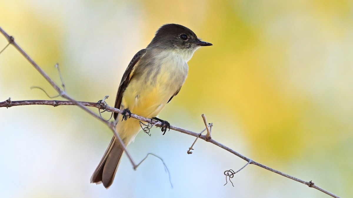 Eastern Phoebe - ML646534228