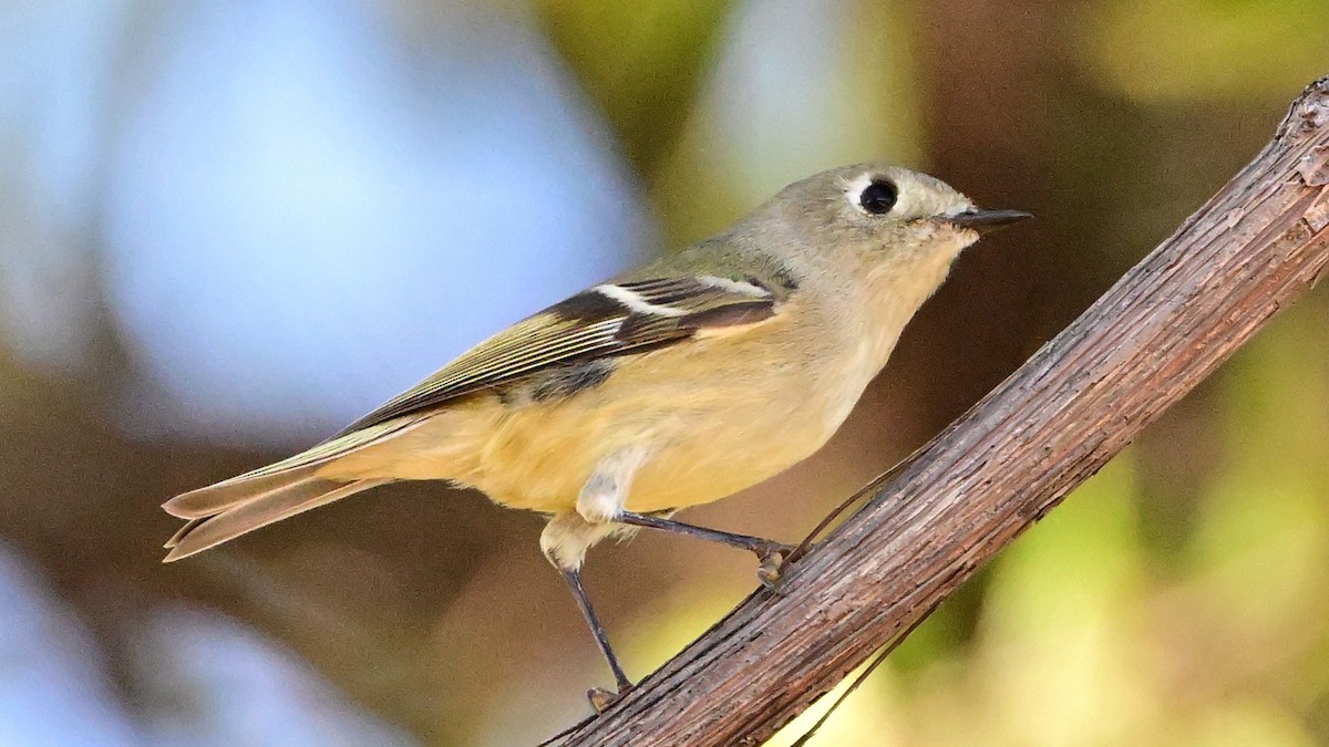Ruby-crowned Kinglet - ML646534229