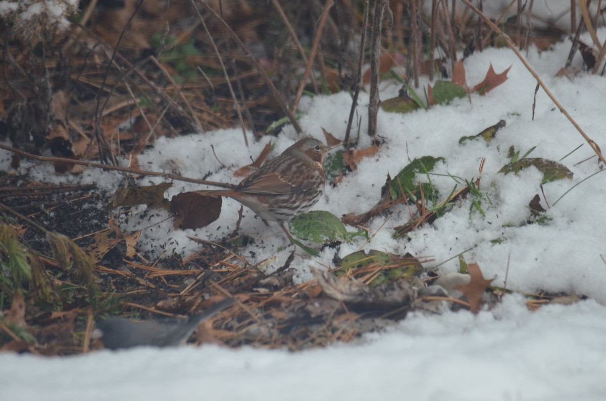 Fox Sparrow - ML646534231
