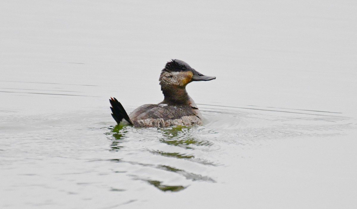 アカオタテガモ - ML646534232
