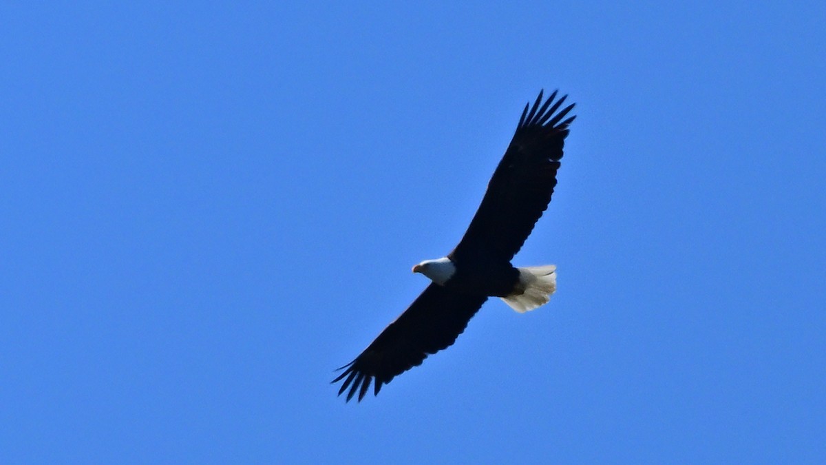 Bald Eagle - ML646534233
