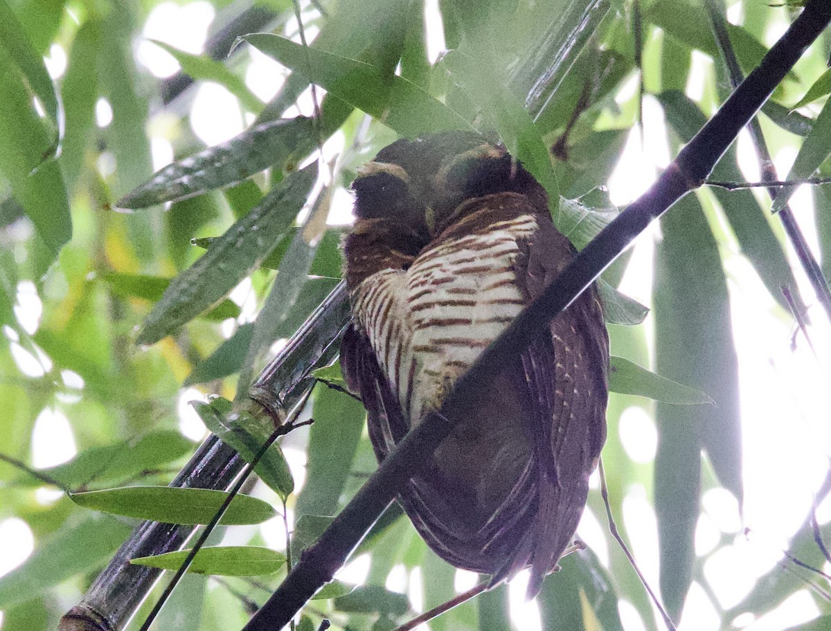 Band-bellied Owl - ML646534234