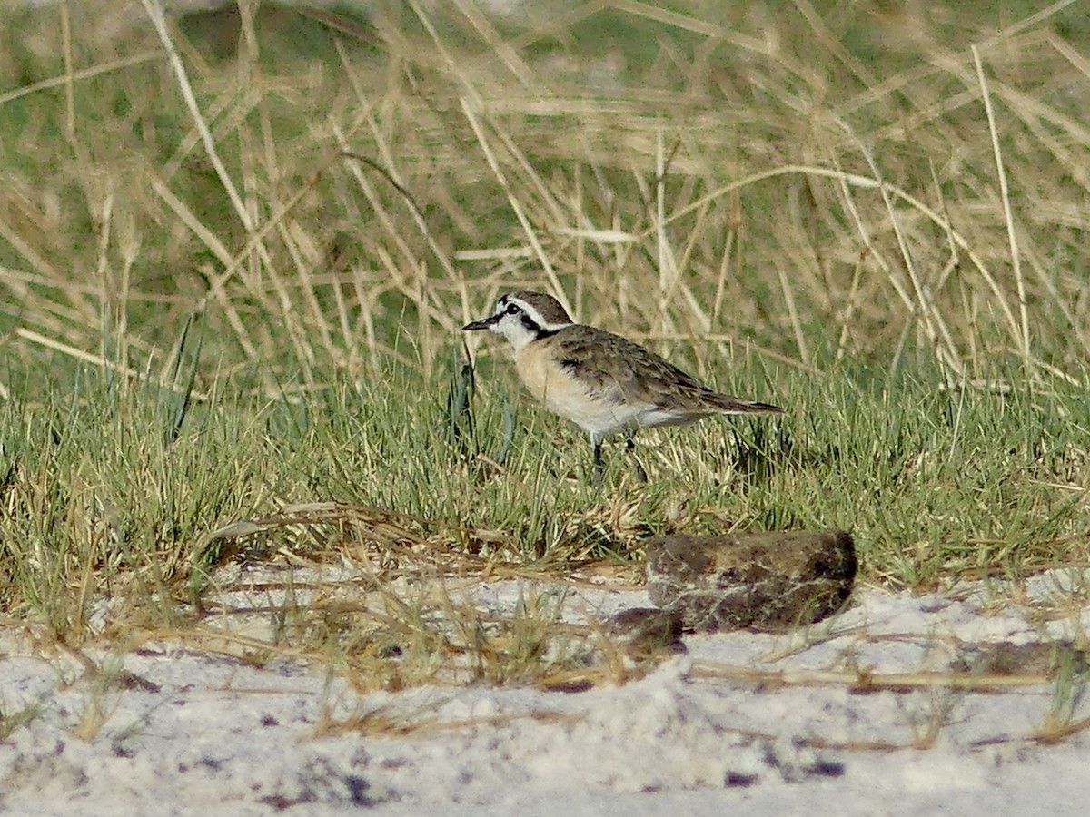 Hirtenregenpfeifer - ML646534236