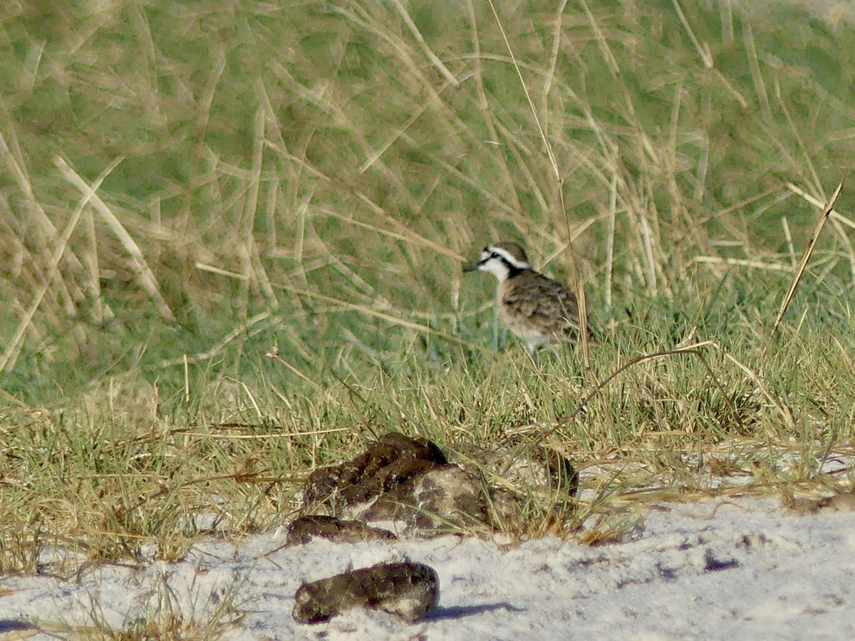 Hirtenregenpfeifer - ML646534237