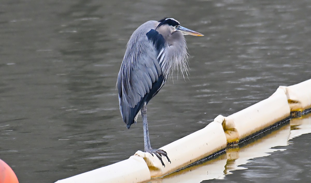 Great Blue Heron (Great Blue) - ML646534239