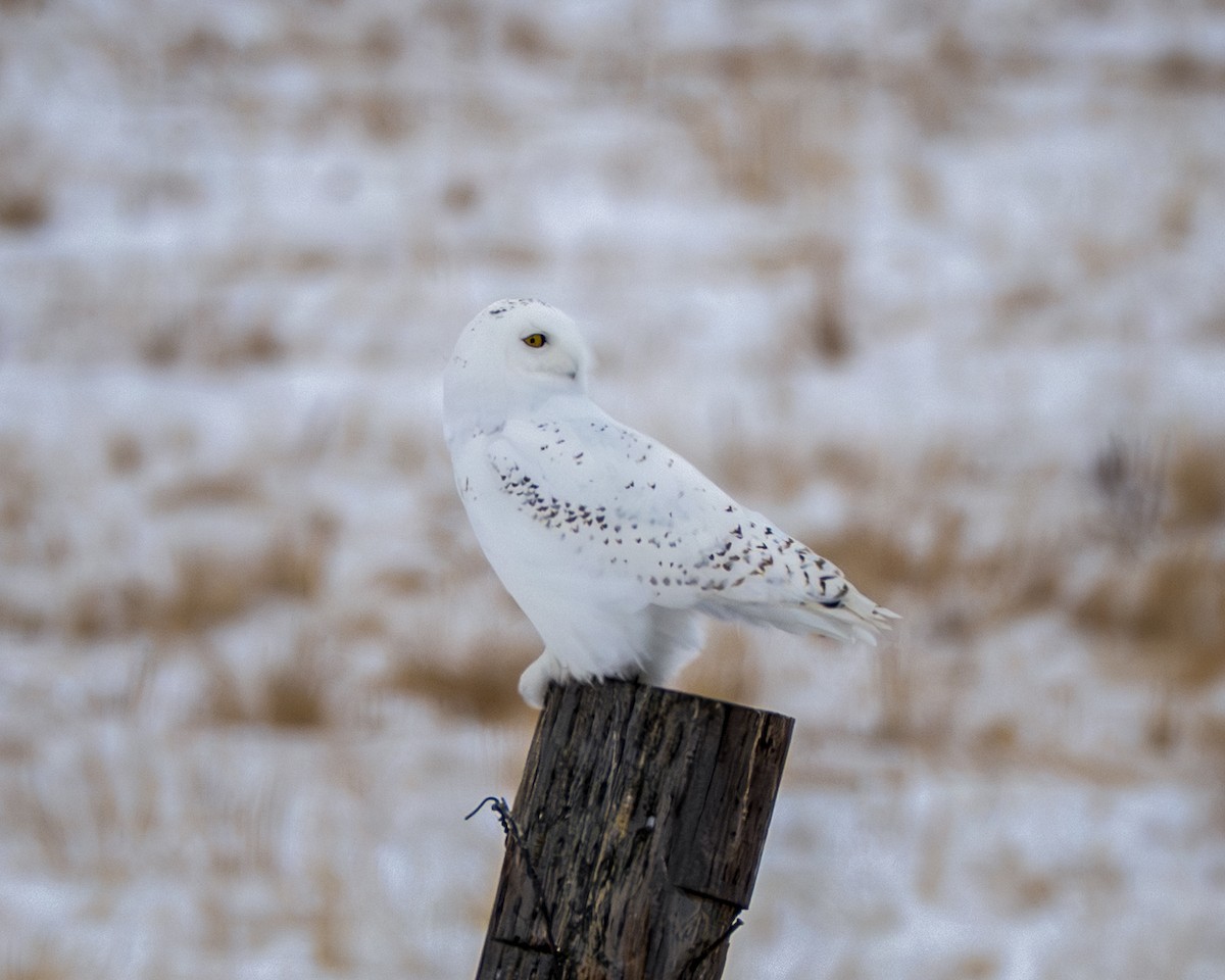 Snowy Owl - ML646534241