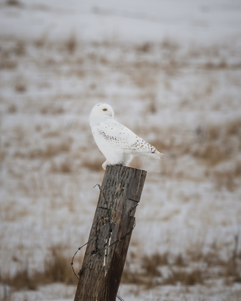 Snowy Owl - ML646534242