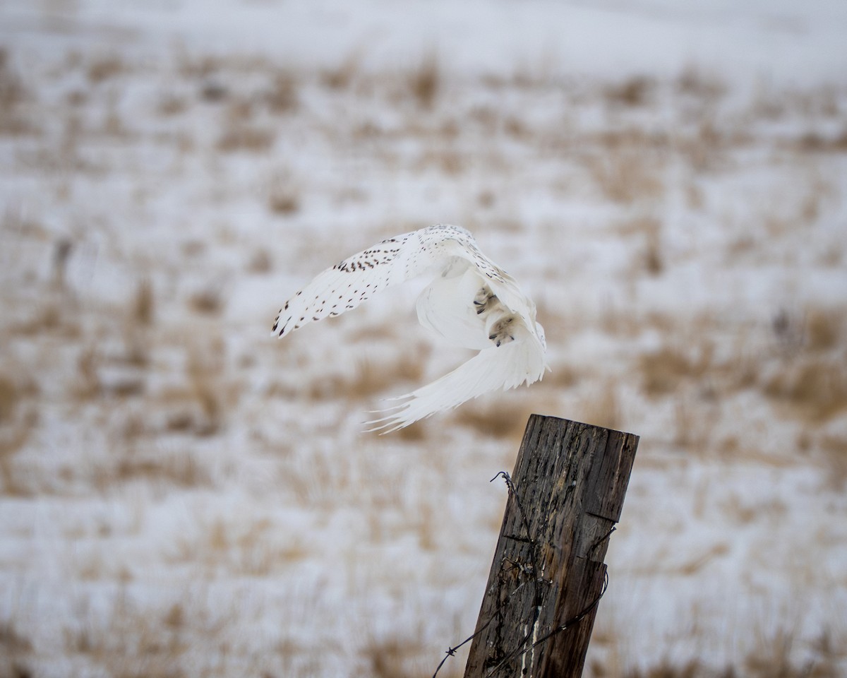 Snowy Owl - ML646534243