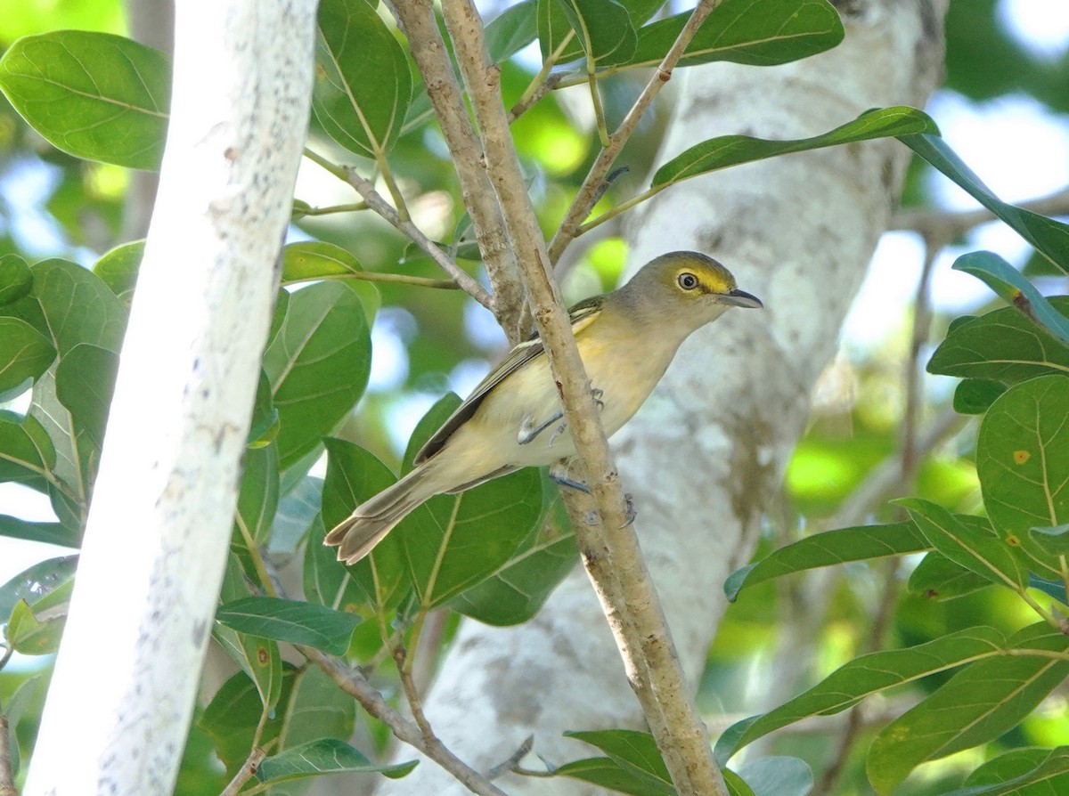 ויראו לבן-עין - ML646534244