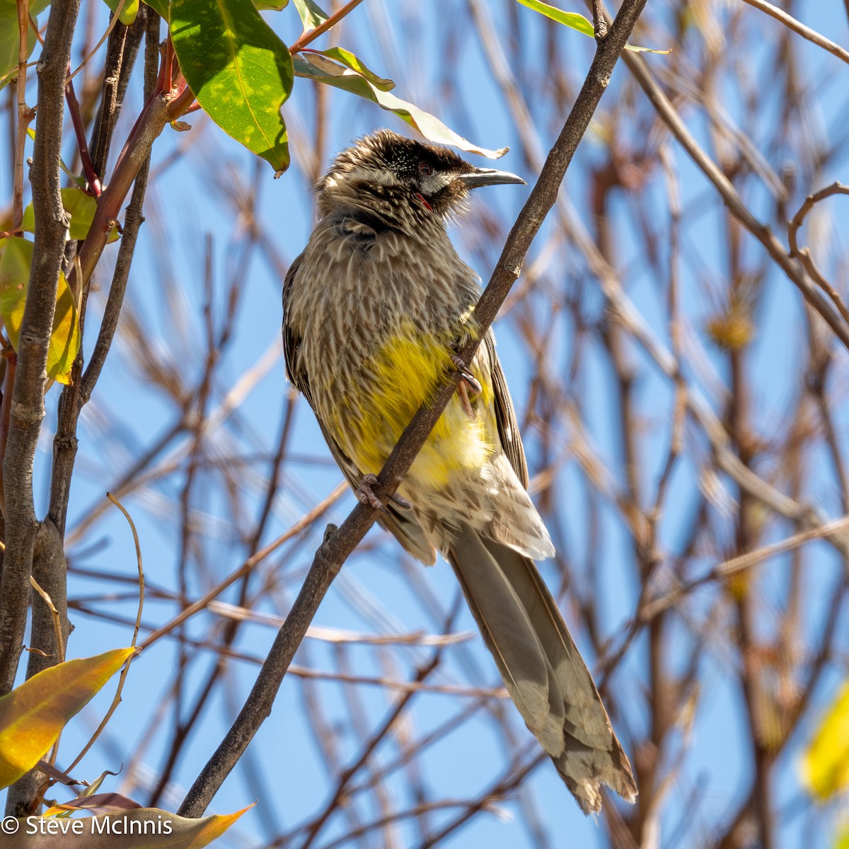 Mielero Carunculado - ML646534246