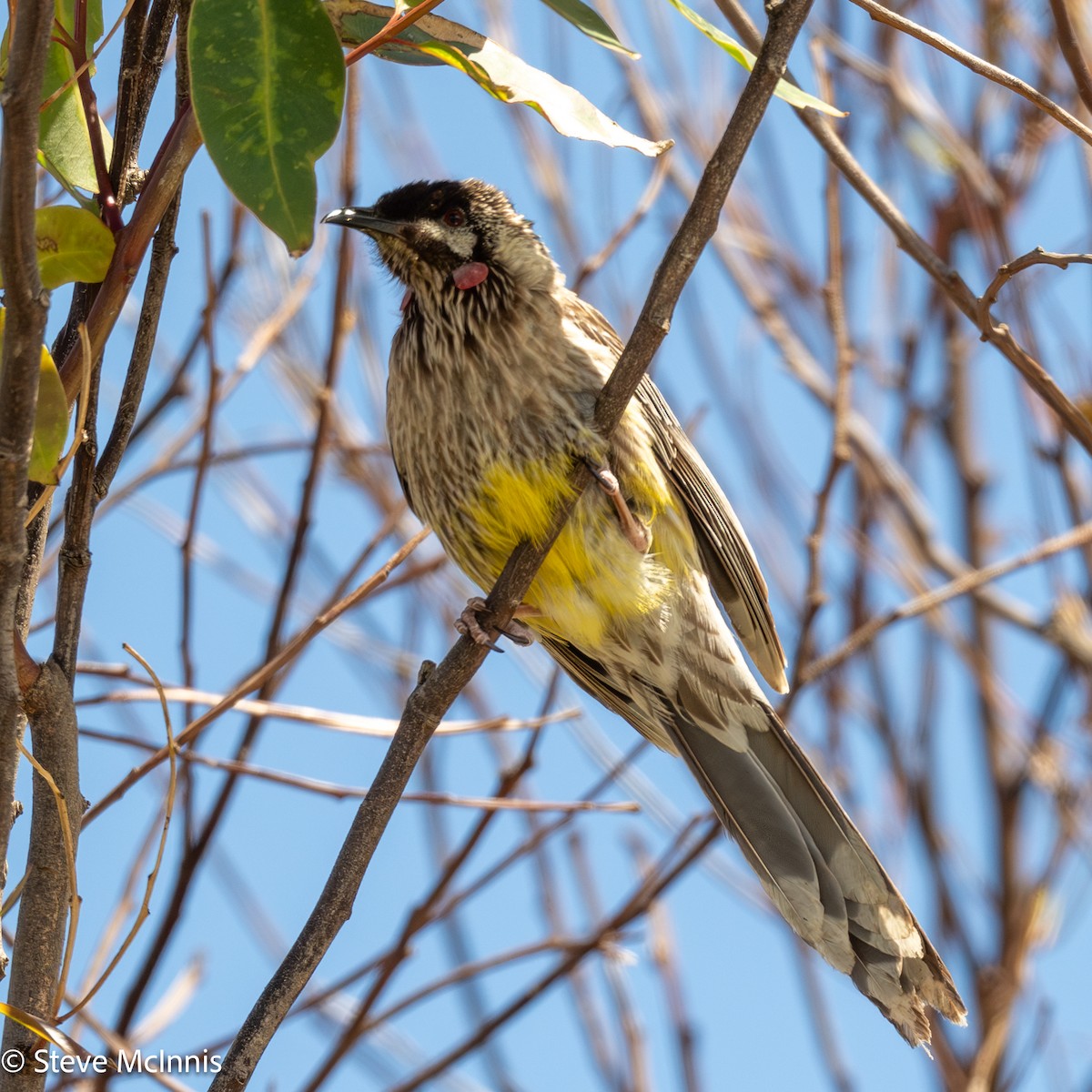 Mielero Carunculado - ML646534247