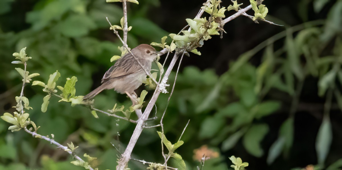 Rotscheitel-Zistensänger - ML646534248
