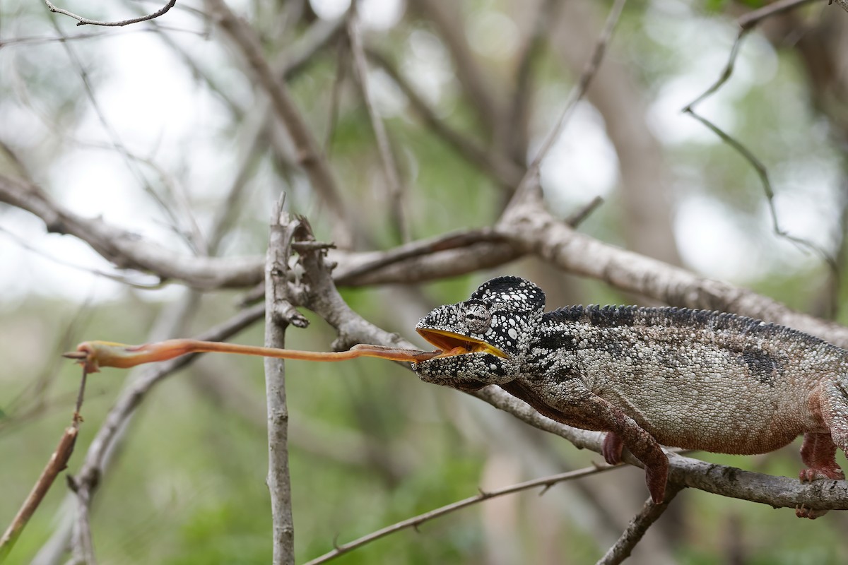 Oustalet's Giant Chameleon - ML646534249