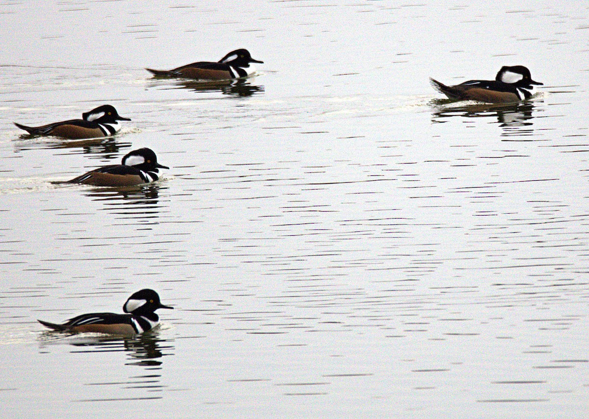 Hooded Merganser - ML646534252