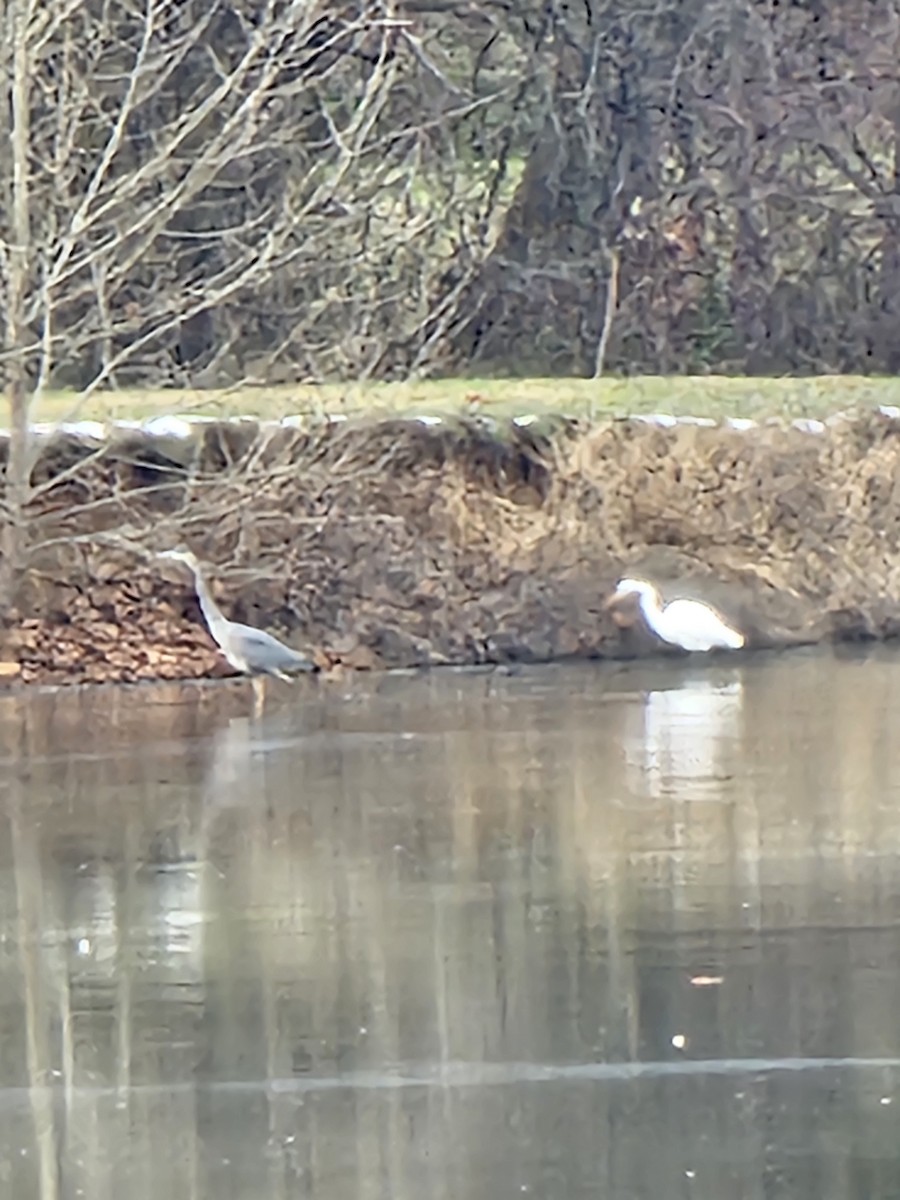 Great Egret - ML646534253