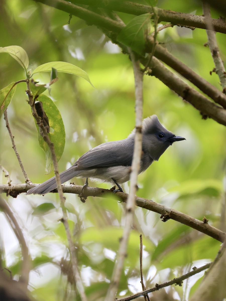 Sulawesimonarch - ML646534254