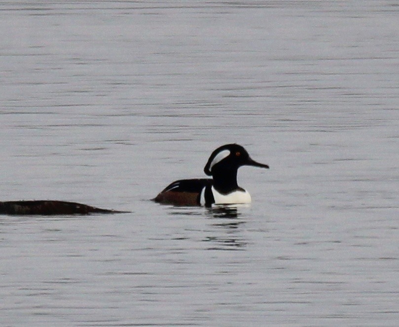 Hooded Merganser - ML646534258