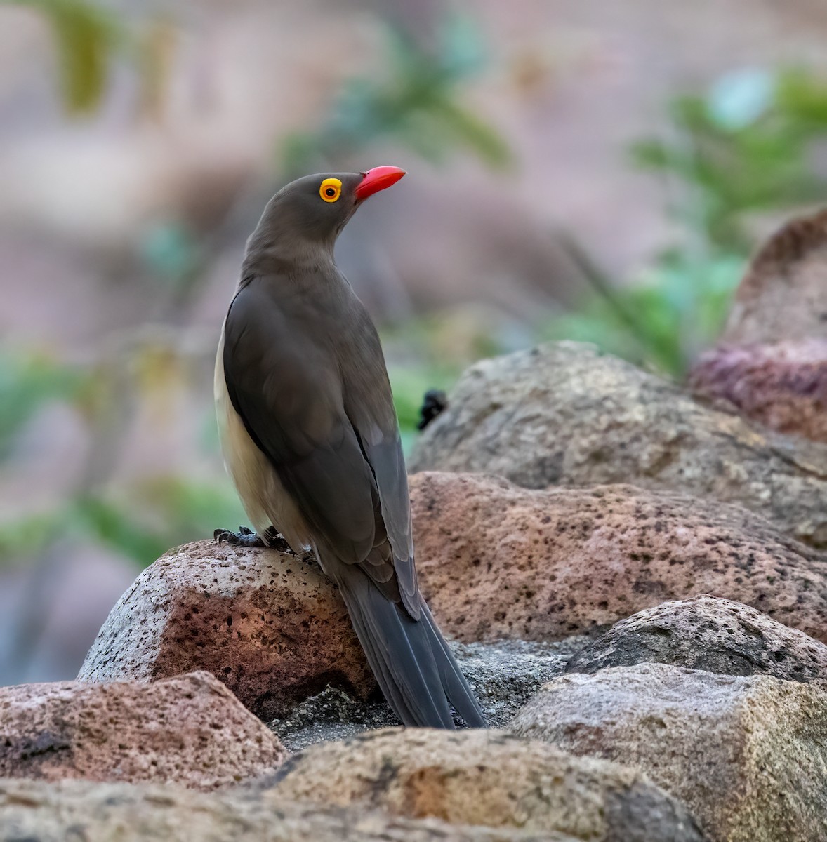 rødnebboksehakker - ML646534259