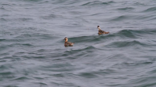 Red Phalarope - ML646534260